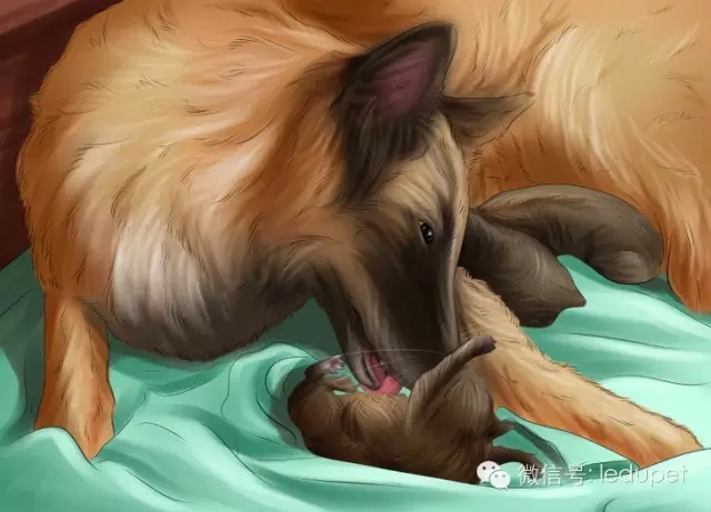 狗妈妈坐月子,狗妈妈跟狗宝宝月子怎么护理