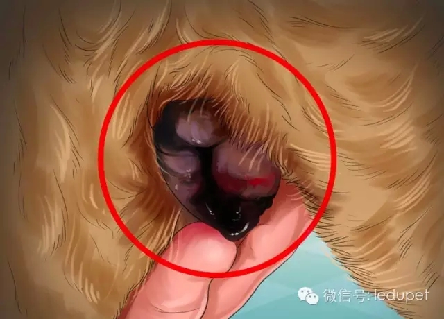 狗妈妈坐月子,狗妈妈跟狗宝宝月子怎么护理