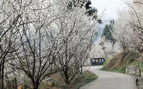 2022成都春季赏花地图,成都赏荷地图出炉啦