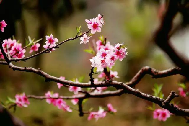 2022成都春季赏花地图,成都赏荷地图出炉啦