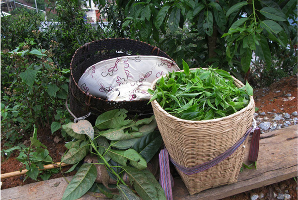 普洱茶香味的特点是什么,普洱茶的香味有哪几种