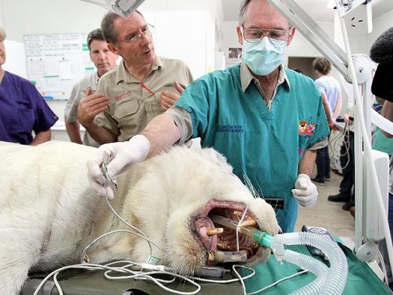 猫咪蛀牙严重怎么治,猫咪关于牙齿的治疗