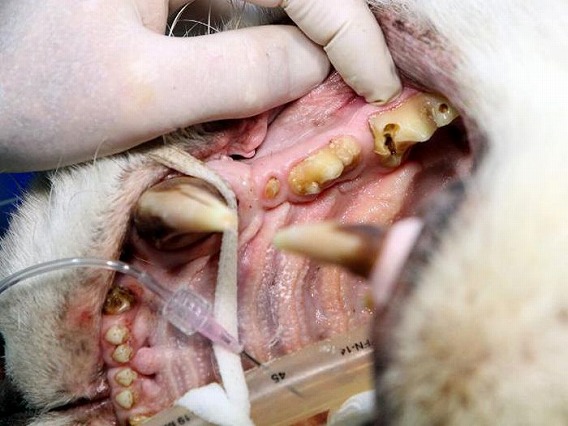 猫咪蛀牙严重怎么治,猫咪关于牙齿的治疗