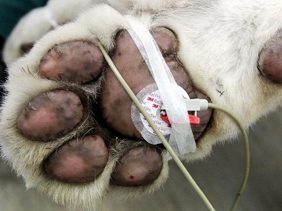 猫咪蛀牙严重怎么治,猫咪关于牙齿的治疗