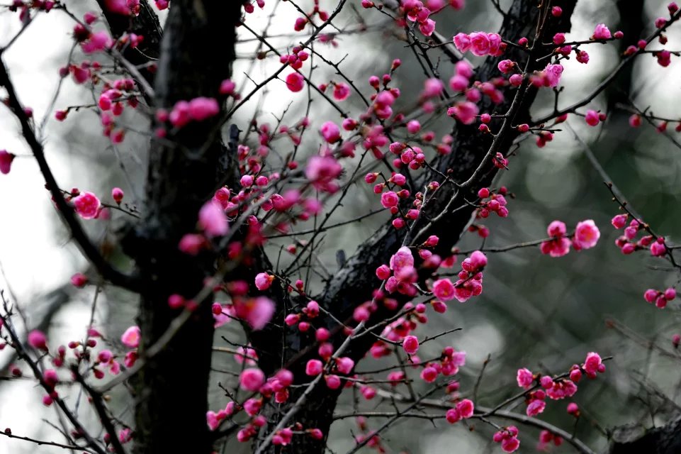 赏梅的正当时候,最是一年春光好踏春赏梅正当时