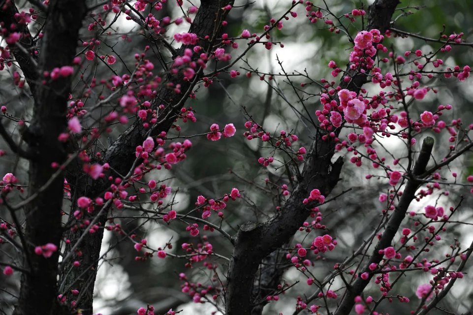 赏梅的正当时候,最是一年春光好踏春赏梅正当时