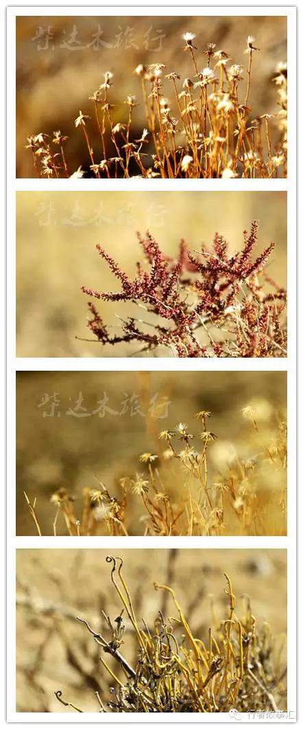 大柴旦翡翠湖旅行攻略,德令哈大柴旦沿途风景