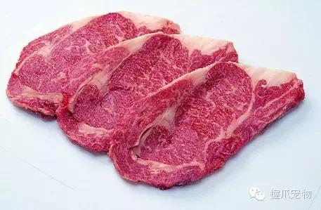 孕妇怀孕期间可以养宠物吗,孕妇家里养宠物好不好