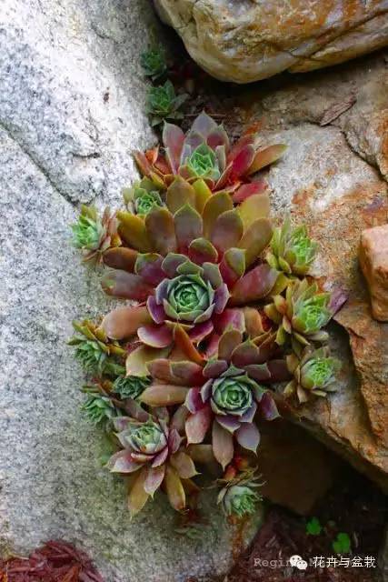 观音莲花的品种,观音莲哪个品种最值钱