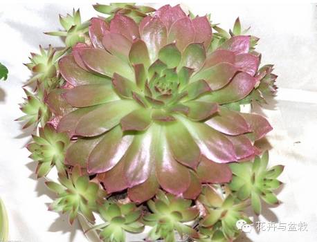 观音莲花的品种,观音莲哪个品种最值钱