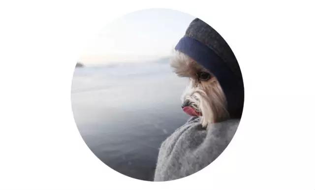 上海宠物领养阿拉斯加,上海宠物领养活动