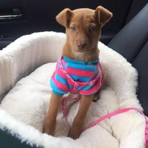 上海宠物领养阿拉斯加,上海宠物领养活动