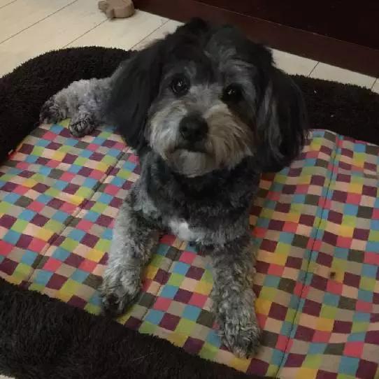 上海宠物领养阿拉斯加,上海宠物领养活动