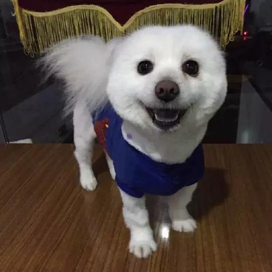 上海宠物领养阿拉斯加,上海宠物领养活动