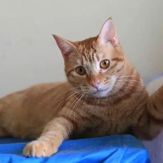 上海宠物领养阿拉斯加,上海宠物领养活动