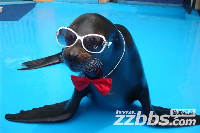 东京极地海洋馆表演,极地海洋馆美人鱼