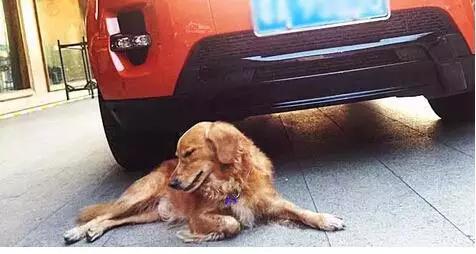 开车把狗撞死了有责任吗,开车把狗撞了是倒霉事发生吗