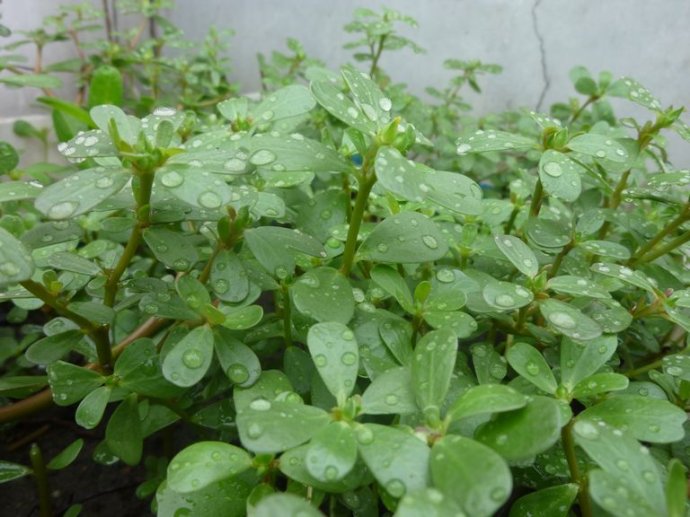 马齿苋的危害哪些人不能吃,爱吃马齿苋菜