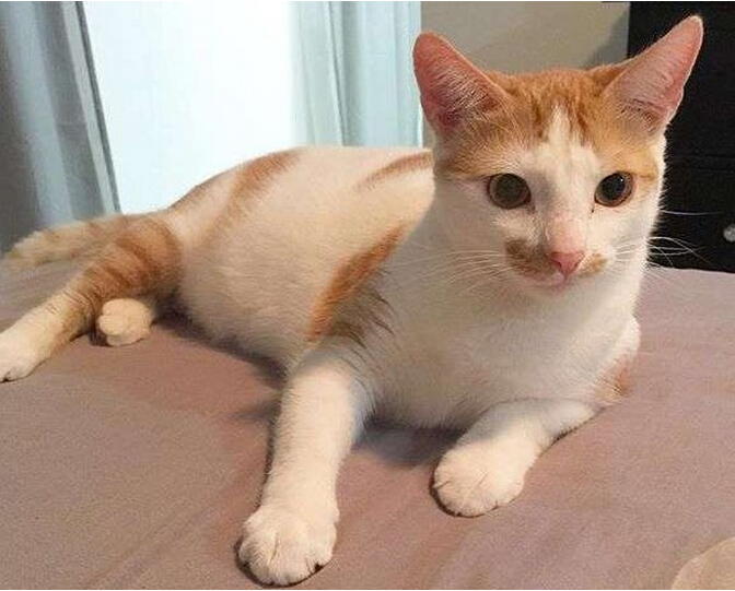 流浪小猫出车祸后,下巴严重脱臼变小怪物,直到好心人收养后!