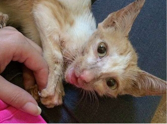 流浪小猫出车祸后,下巴严重脱臼变小怪物,直到好心人收养后!