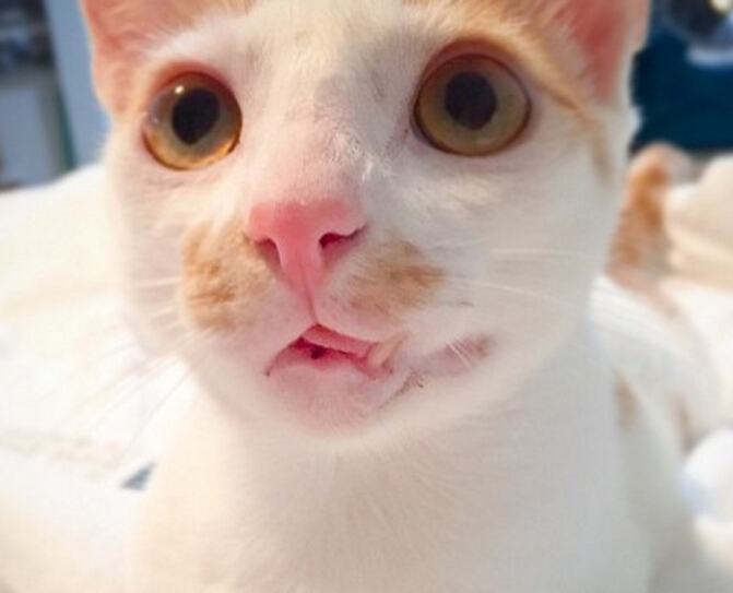 流浪小猫出车祸后,下巴严重脱臼变小怪物,直到好心人收养后!