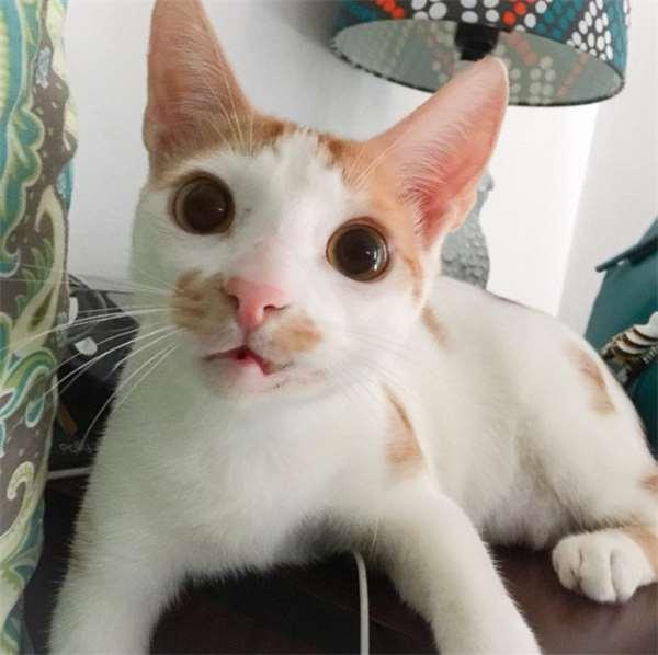 被撞的浪猫下巴严重的脱臼歪斜，想不到却意外成了它的特色招牌！