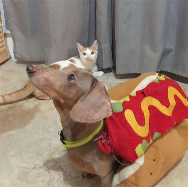 被撞的浪猫下巴严重的脱臼歪斜，想不到却意外成了它的特色招牌！