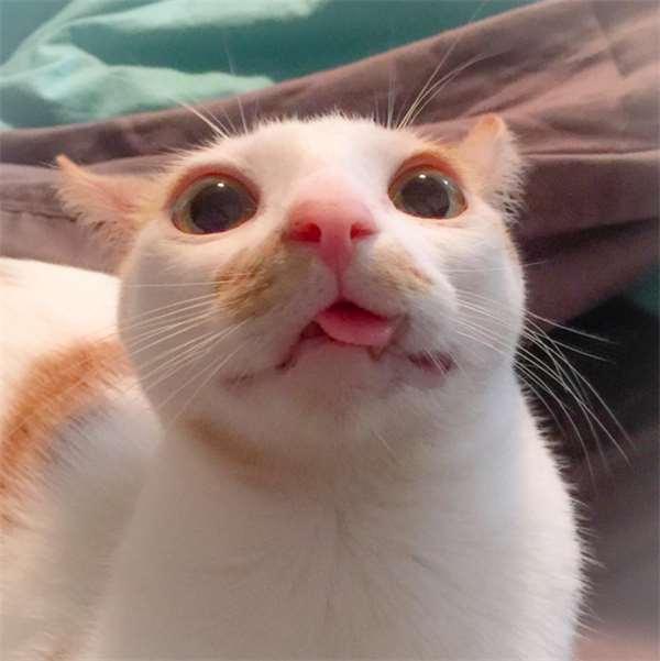 被撞的浪猫下巴严重的脱臼歪斜，想不到却意外成了它的特色招牌！