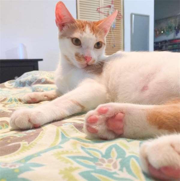 被撞的浪猫下巴严重的脱臼歪斜，想不到却意外成了它的特色招牌！