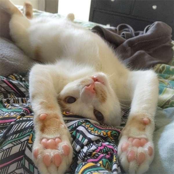 被撞的浪猫下巴严重的脱臼歪斜，想不到却意外成了它的特色招牌！