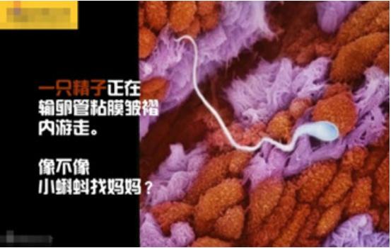 真实拍摄人类胚胎发育过程,10张图带你了解孕育全过程