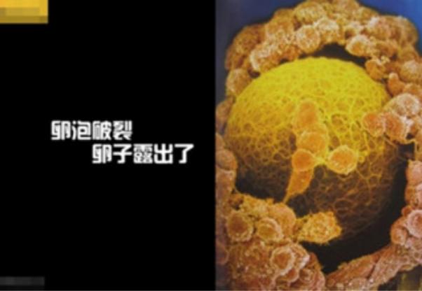 真实拍摄人类胚胎发育过程,10张图带你了解孕育全过程