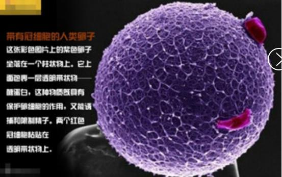 真实拍摄人类胚胎发育过程,10张图带你了解孕育全过程