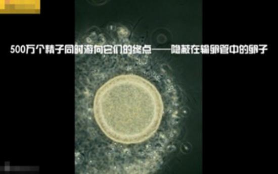 真实拍摄人类胚胎发育过程,10张图带你了解孕育全过程