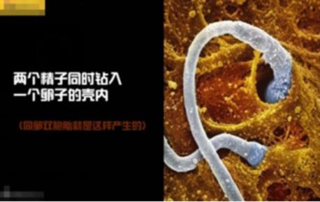 真实拍摄人类胚胎发育过程,10张图带你了解孕育全过程