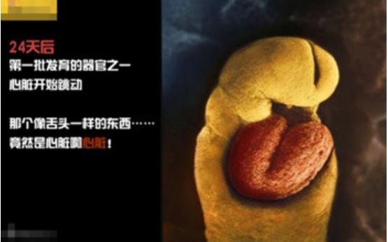 真实拍摄人类胚胎发育过程,10张图带你了解孕育全过程