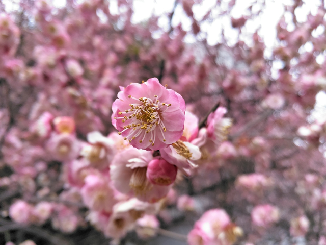 锤子t2现在还值得买吗,锤子手机t2游戏测评