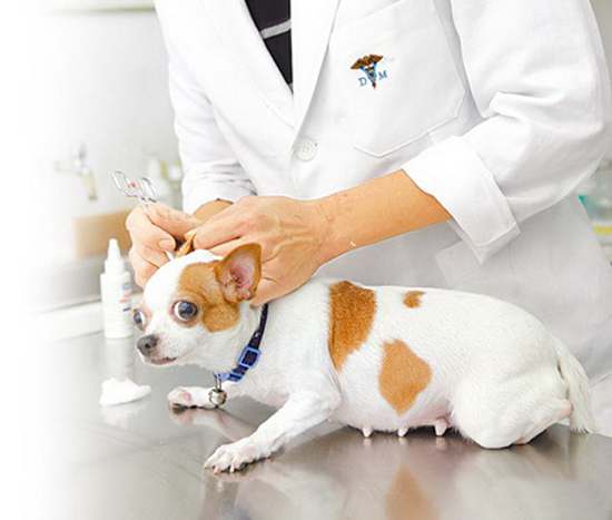 狗狗耳朵脏,该怎么清理?教你5大招,简单易学又省钱!