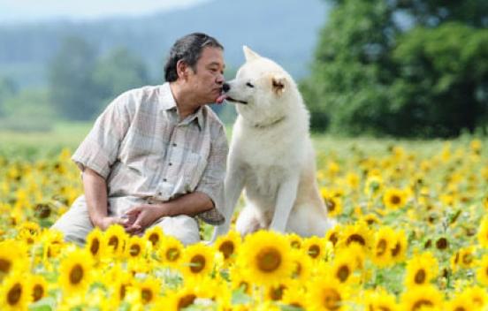 北京导盲犬乔乔,北京导盲犬乔乔最新消息