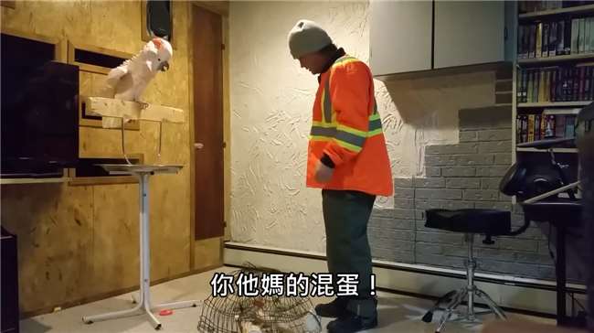 鹦鹉鸟笼被踩碎,鹦鹉踩烂鸟笼的视频