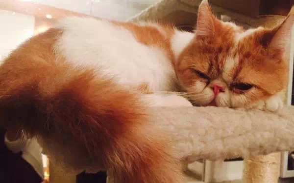 广州宠物咖啡馆,广州宠物咖啡厅推荐