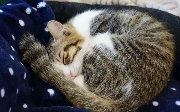 广州宠物咖啡馆,广州宠物咖啡厅推荐