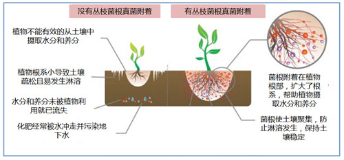 丛枝菌根优点,丛枝根菌是什么