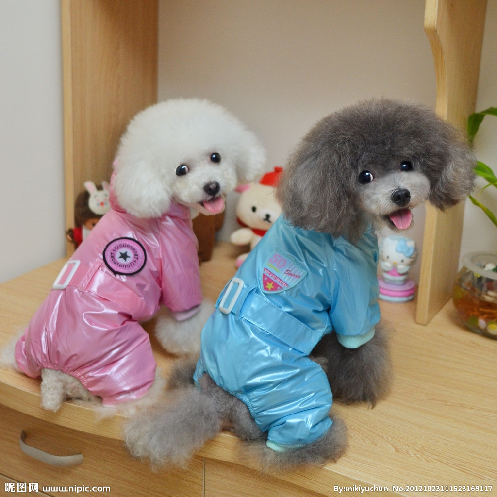 超级可爱的十大萌宠可以在家养,好养又干净的宠物萌宠