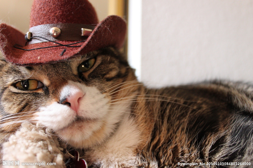 超级可爱的十大萌宠可以在家养,好养又干净的宠物萌宠