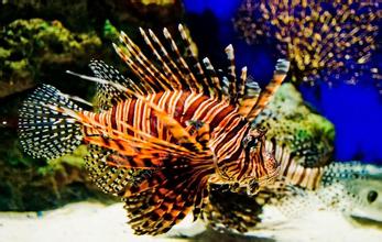 超级可爱的十大萌宠可以在家养,好养又干净的宠物萌宠