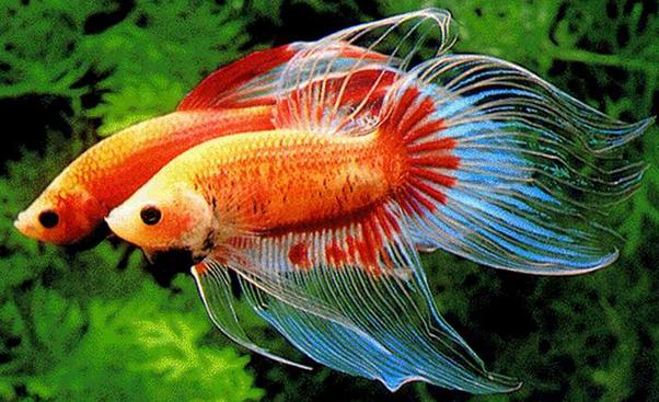 超级可爱的十大萌宠可以在家养,好养又干净的宠物萌宠