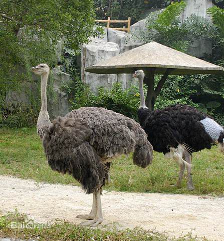 超级可爱的十大萌宠可以在家养,好养又干净的宠物萌宠