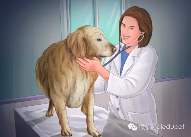 狗妈妈坐月子,狗妈妈跟狗宝宝月子怎么护理