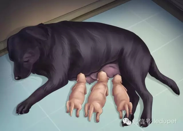 狗妈妈坐月子,狗妈妈跟狗宝宝月子怎么护理